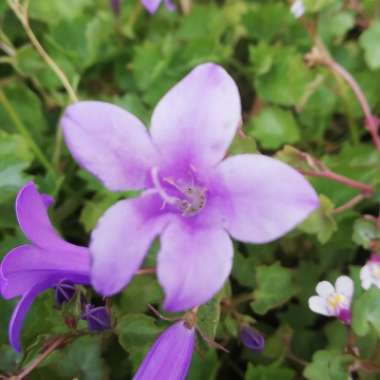 Dalmation Bellflower 'Hoffmann Blue'