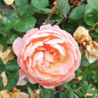 Rose 'Claire Austin' (Shrub)