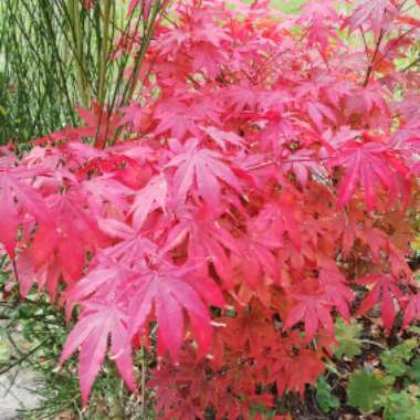 Japanese Maple