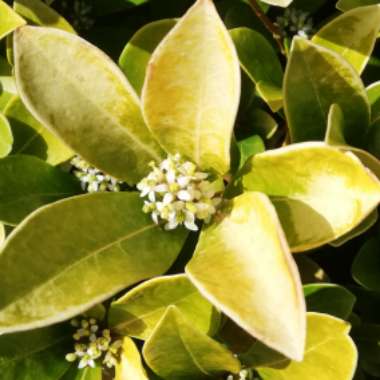 Mexican Orange Blossom