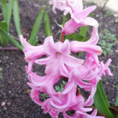 Hyacinth