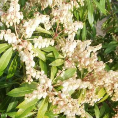 Pieris