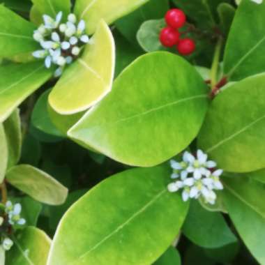 Japanese Skimmia 'Reevesiana'