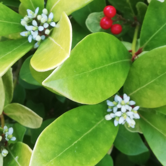 Plant image Skimmia japonica subsp. reevesiana