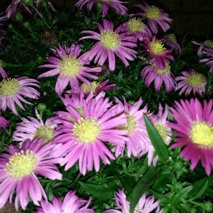 Plant image Aster dumosus 'Bahamas'