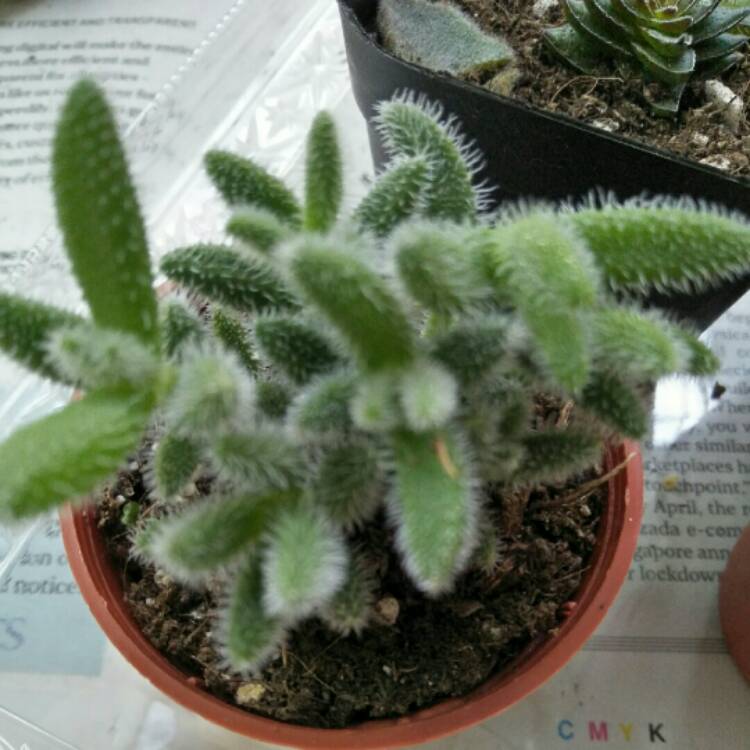 plant image 1401102