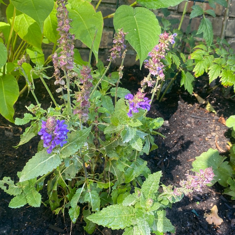 Plant image Salvia x sylvestris 'Balsalarv' syn. Salvia x sylvestris 'Blue Marvel', Salvia nemorosa 'Blue Marvel'