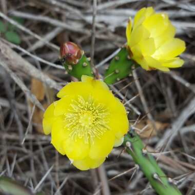 Opuntia aurantiaca