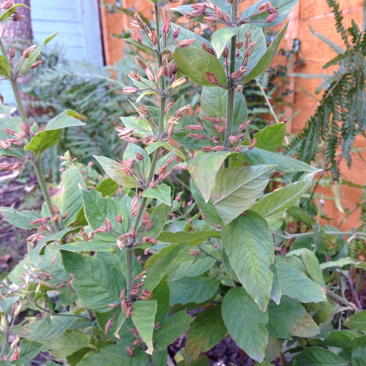 Plant image Lysimachia vulgaris