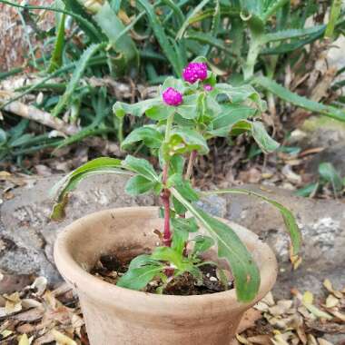 Globe Amaranth