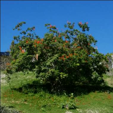 Annie Lee's garden