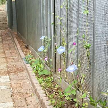 Blue Morning glory