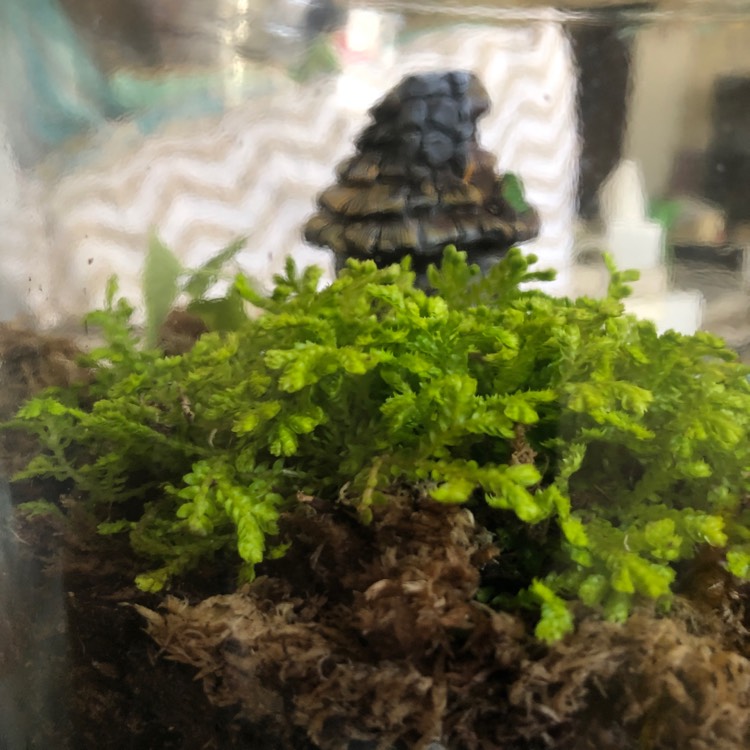 Plant image Selaginella martensii 'Rainbow'