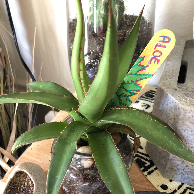 Plant image Agave 'shawii'