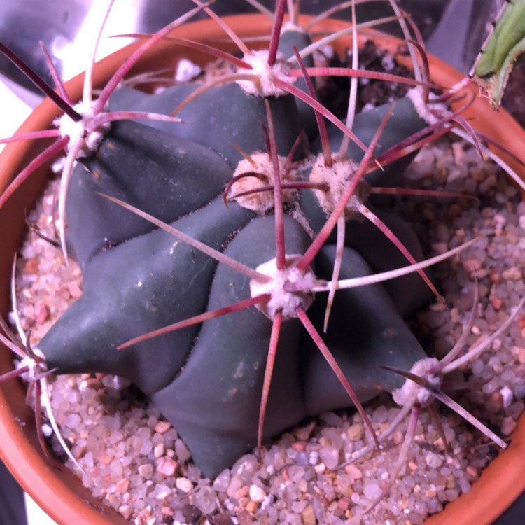 Plant image Ferocactus gracilis var. 'Coloratus'