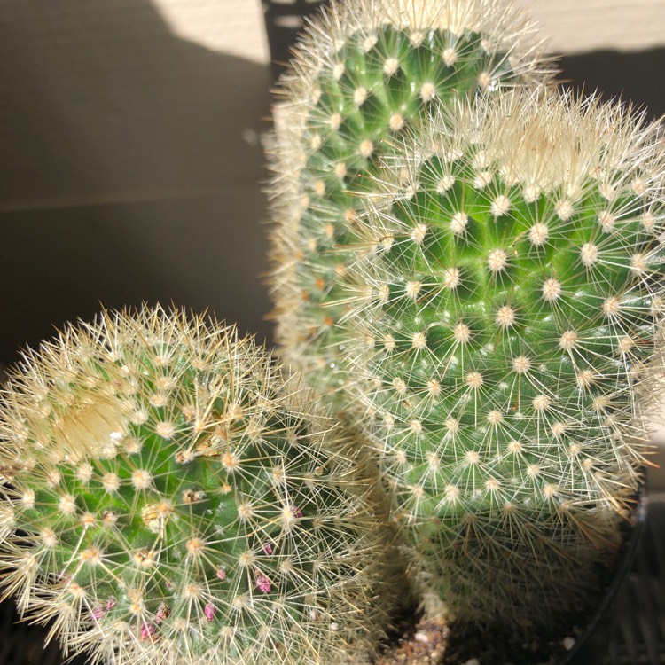 Plant image Mammillaria pilcayensis