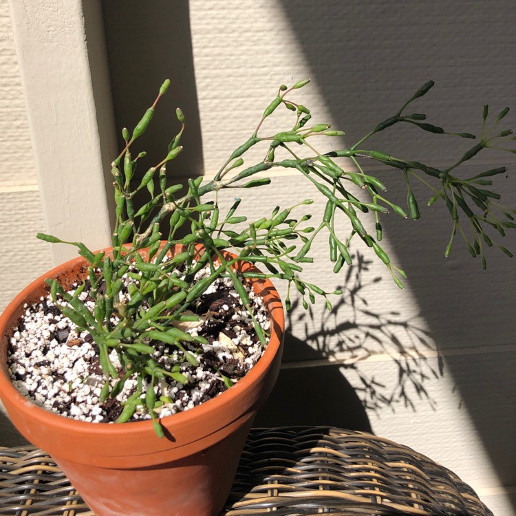 Plant image Rhipsalis Salicornioides