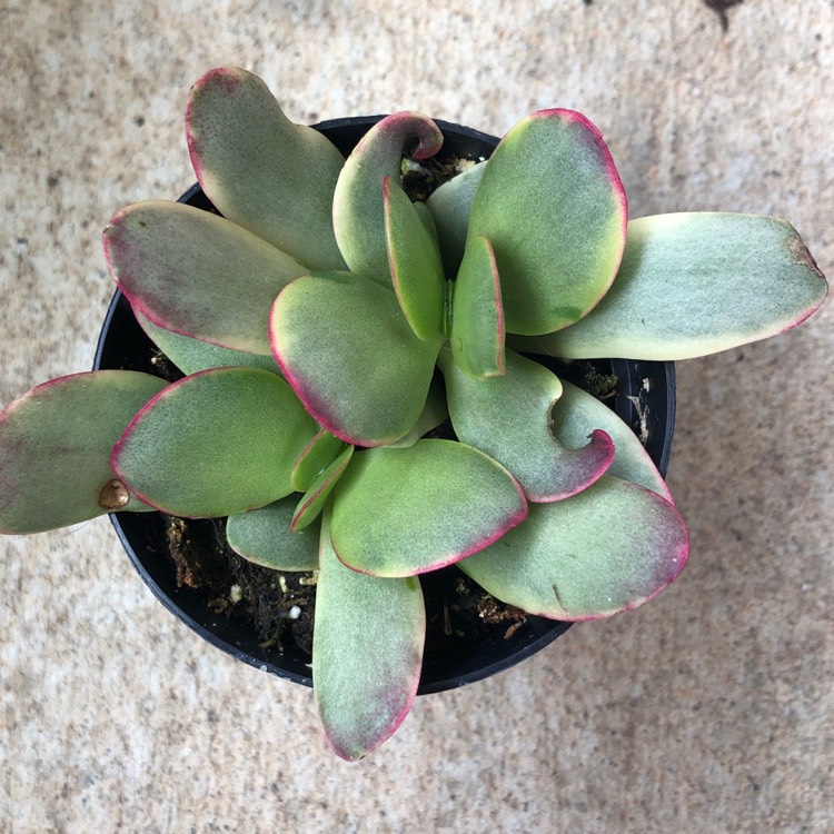 Plant image Crassula platyphylla variegated