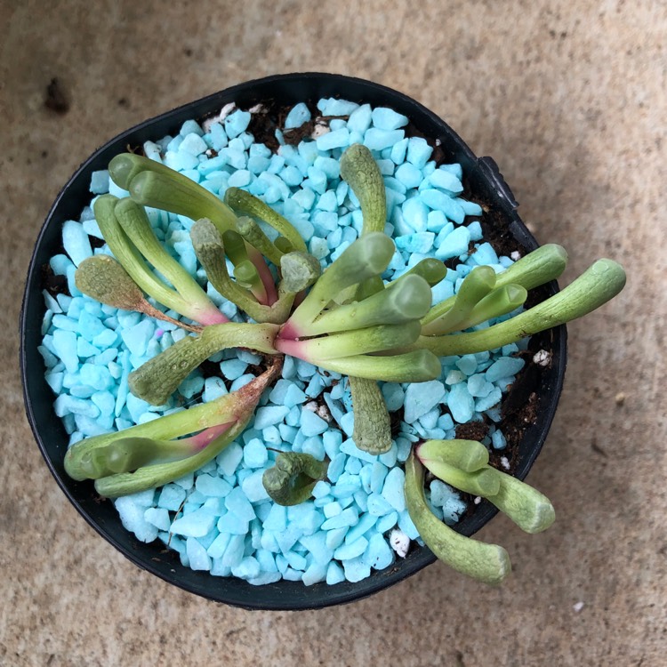 Plant image Fenestraria Rhopalophylla 