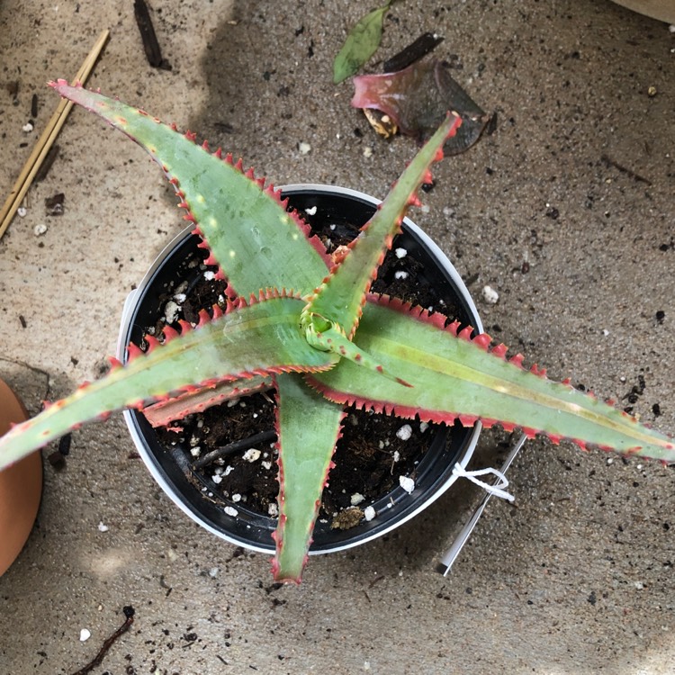 Plant image Aloe Hybrid 'Swordfish'