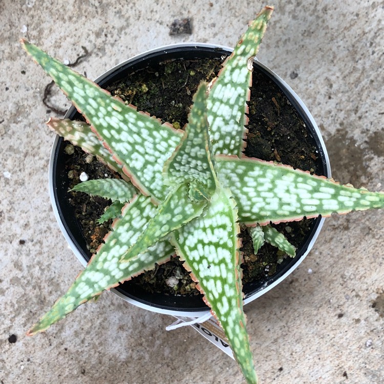 Plant image Aloe ‘Mauna Loa'