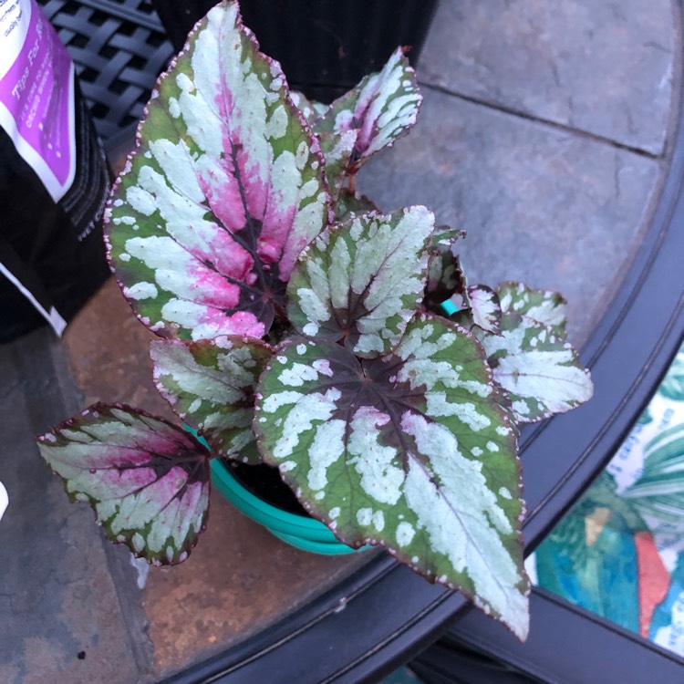 Plant image Begonia (Rex Cultorum Group) 'Maui Mist' syn. Begonia rex 'Maui Mist'