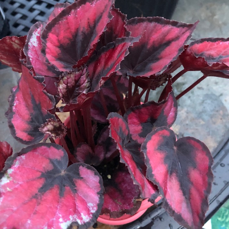 Plant image Begonia (Rex Cultorum Group) 'Red Kiss' syn. Begonia rex 'Red Kiss'