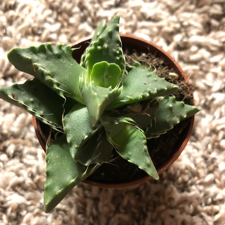 Plant image Faucaria hybrida 'Sea Dragon'