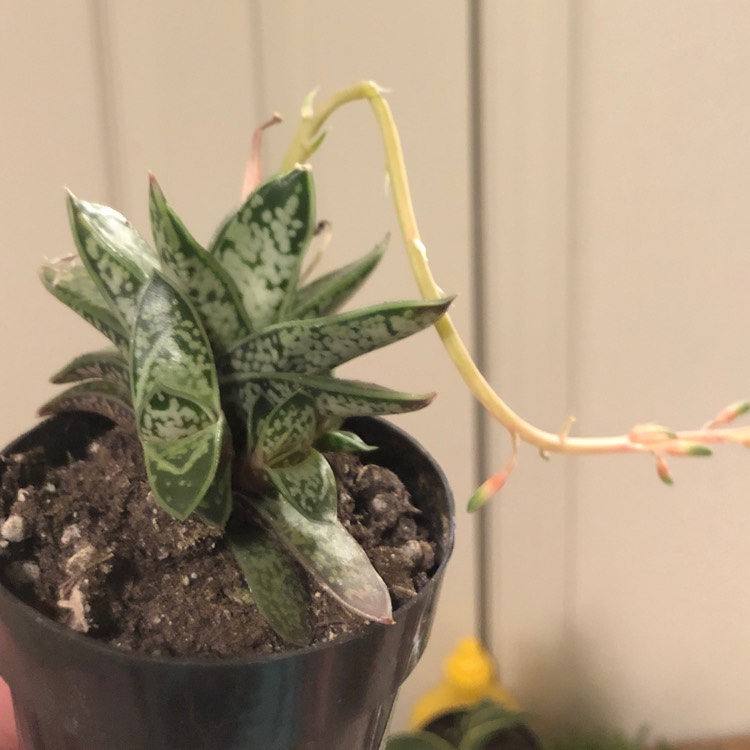 Plant image Gasteria Liliputana