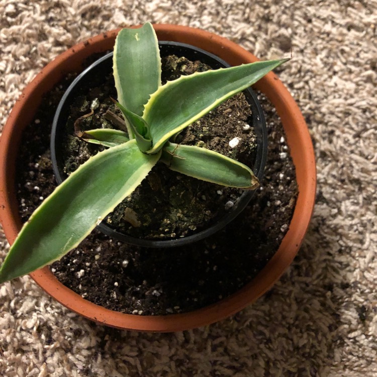 Plant image Agave Celsii Multicolour