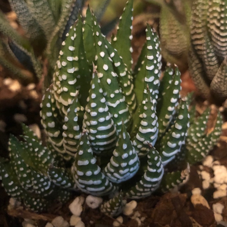 plant image 1540761