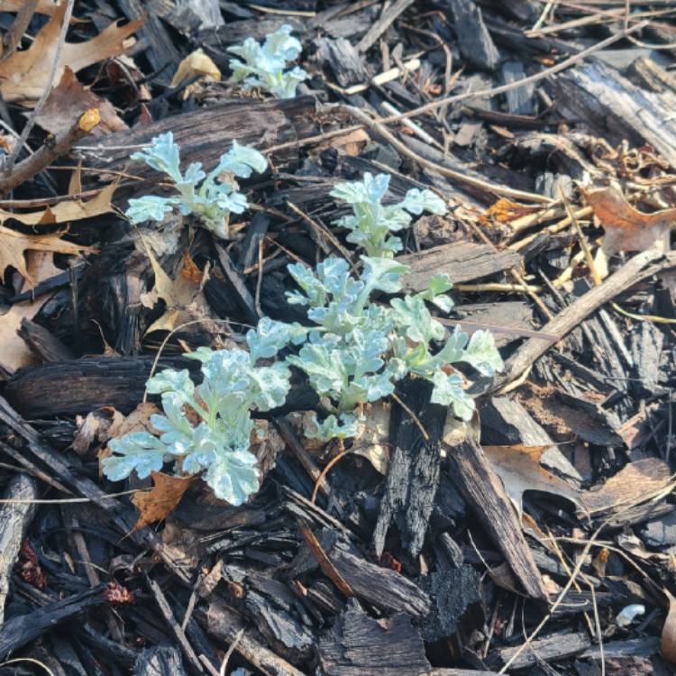 Plant image Artemisia stelleriana 'Silver Brocade'