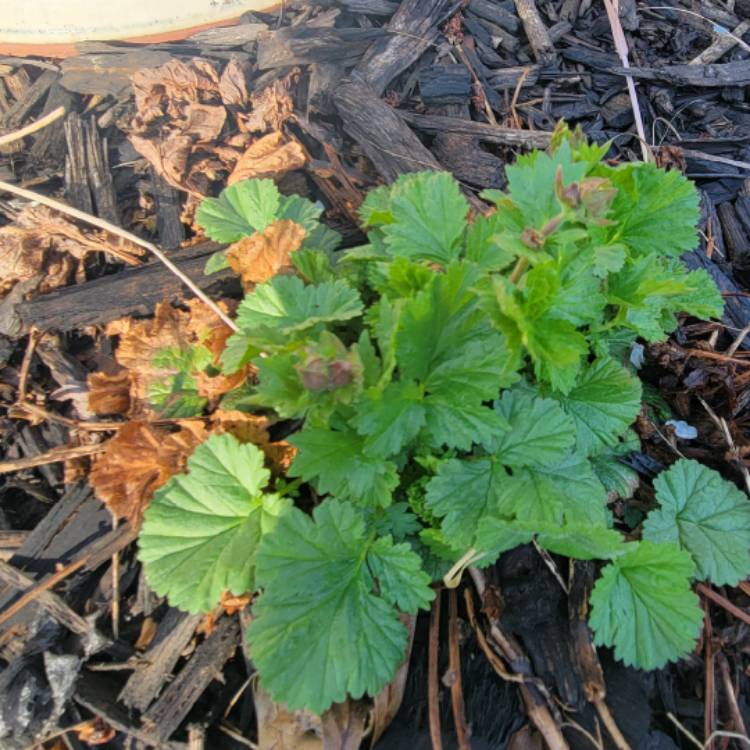 Plant image Geum coccineum 'Koi'