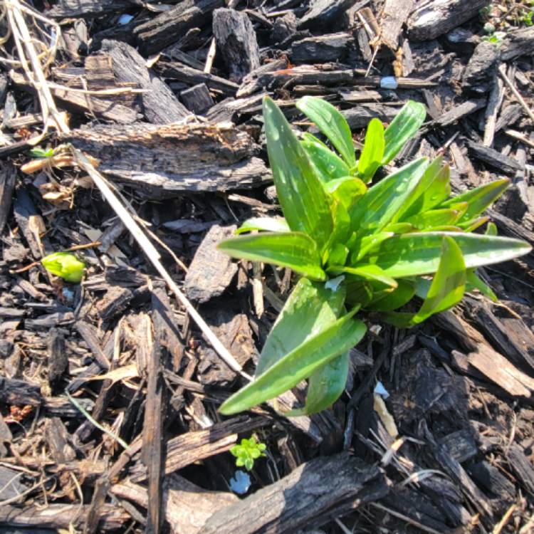 Plant image Lilium lancifolium 'Splendens' syn. Lilium tigrinum 'Splendens'