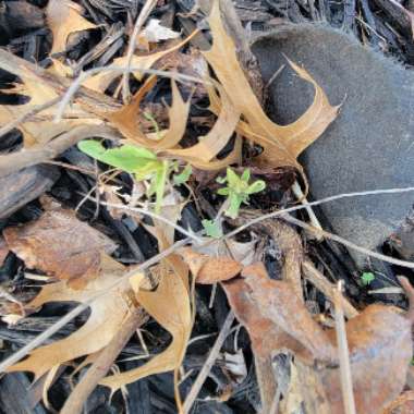 Anise Hyssop