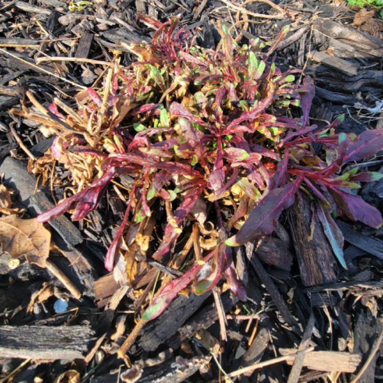 Plant image Agastache 'Mango Tango'