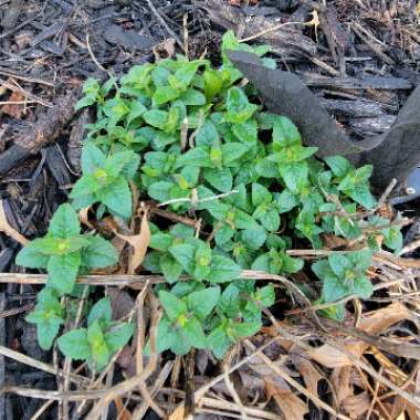 Bee Balm