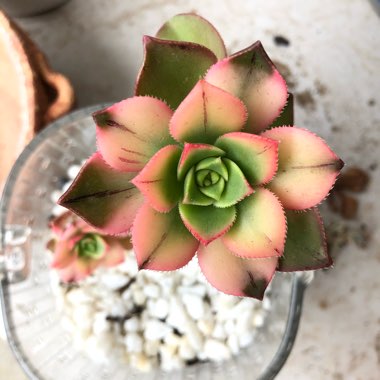 Aeonium 'Kiwi'