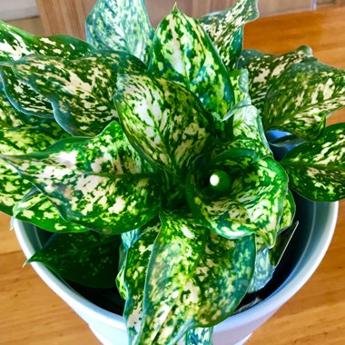 Chinese Evergreen