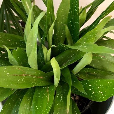 Cast-Iron Plant 'Shooting Stars'