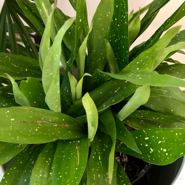 Plant image Aspidistra elatior 'Shooting Stars'