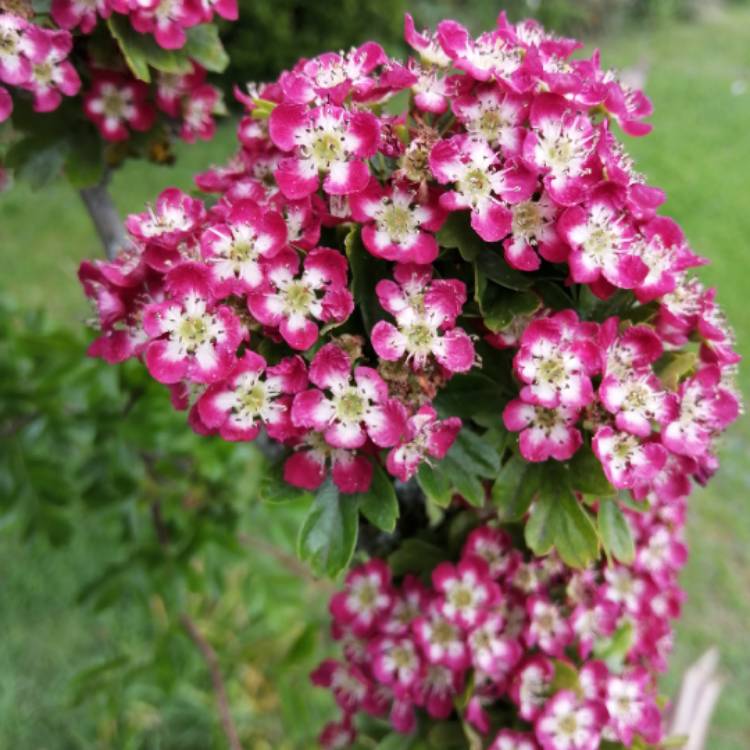 Crataegus laevigata 'Crimson Cloud', Crimson Cloud English Hawthorne ...