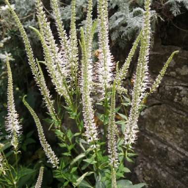 Culver's Root