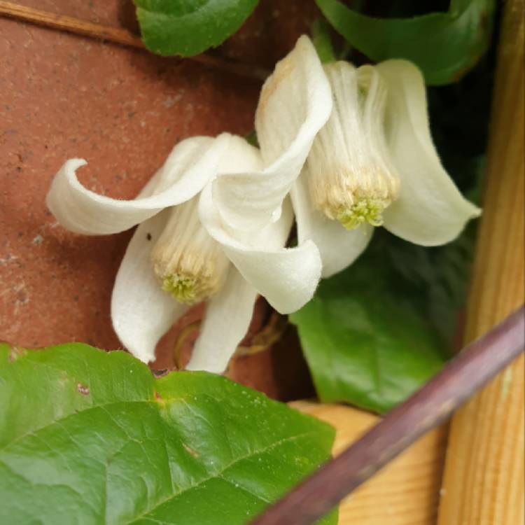 Plant image Clematis urophylla 'Winter Beauty'