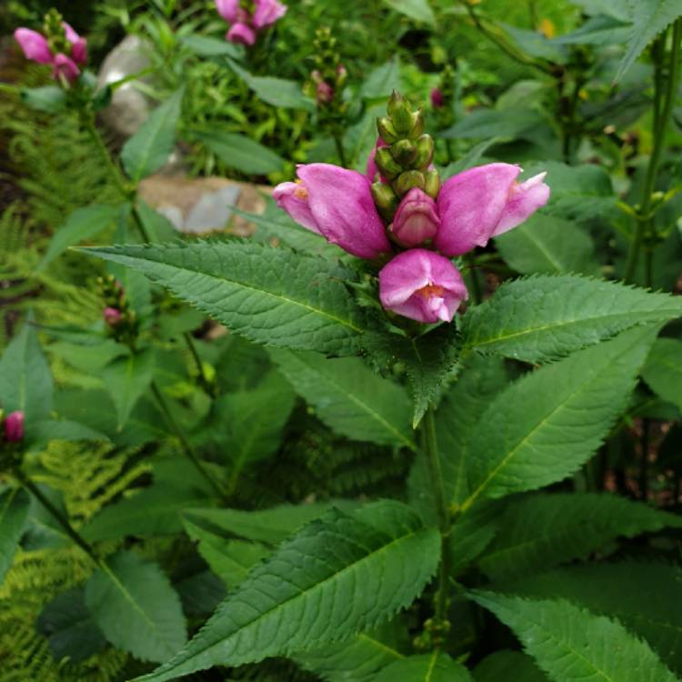 Plant image Chelone obliqua