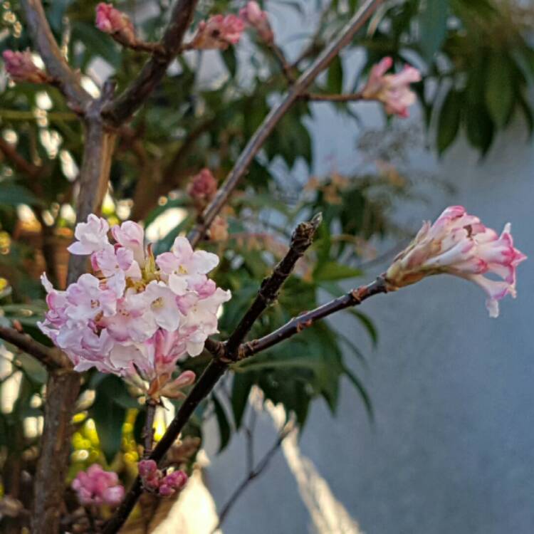 Plant image Viburnum x bodnantense