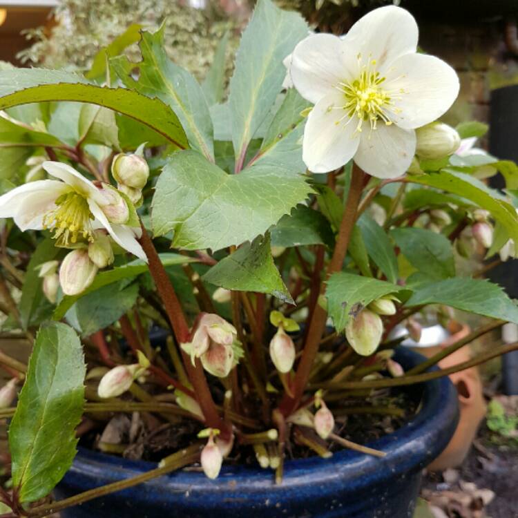 Plant image Helleborus x ballardiae 'Candy Love'