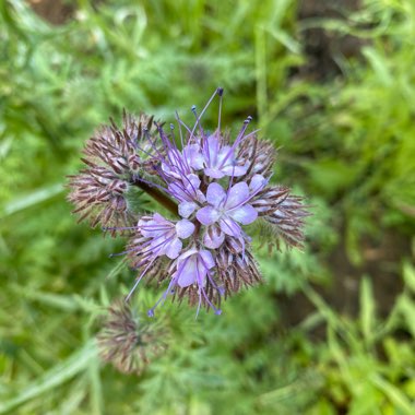 Fiddleneck