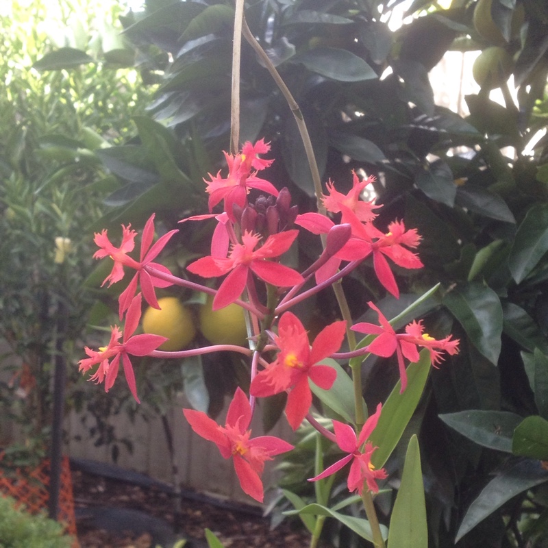 Plant image Epidendrum