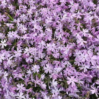 Moss Phlox 'Emerald Cushion'